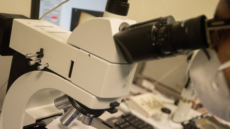 Едни от най-примитивните животни на Земята могат да се сгъват като оригами