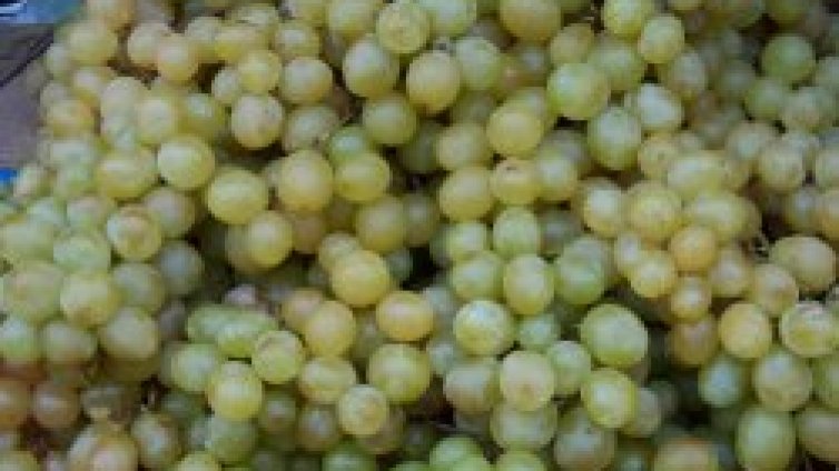 Испания търси наши работници за бране на грозде