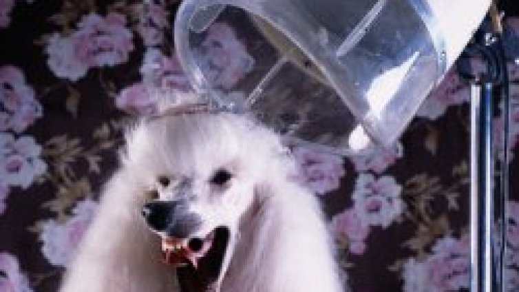 Фризурата на по-дребните домашни любимци е по-евтина