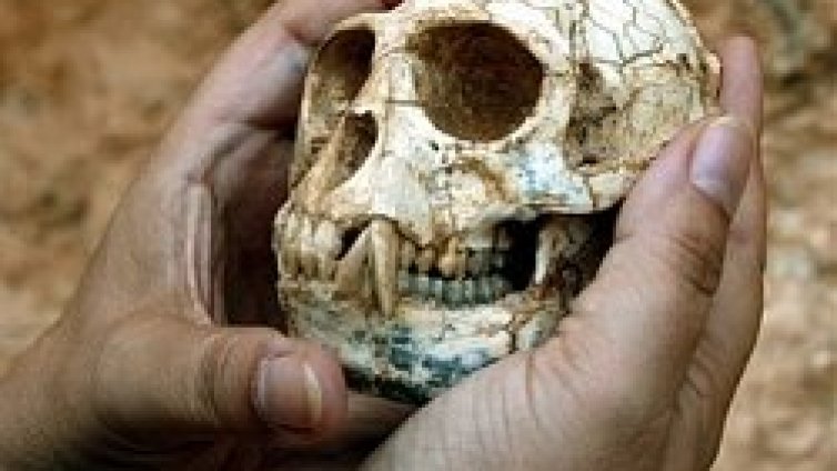 Откриха череп на 5 милиона години