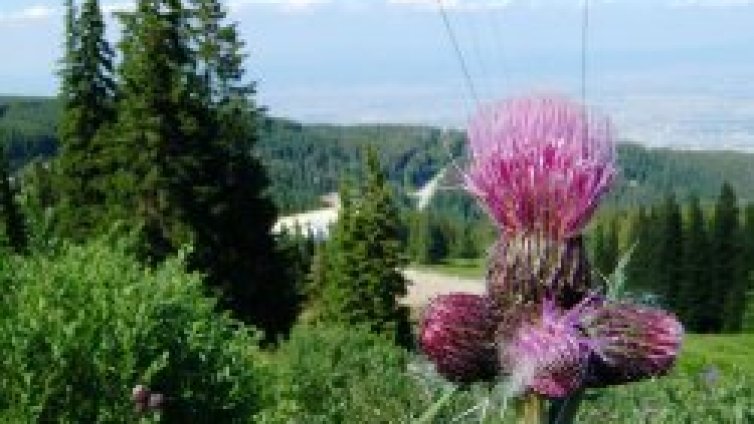 Витоша кани на рождения си ден на 28 октомври