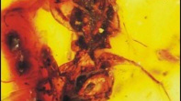 Най-старата пчела в света е на 100 млн. години