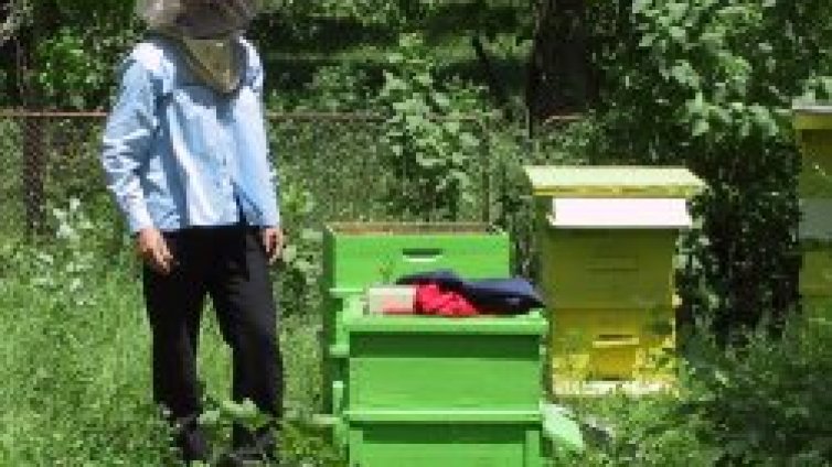 Пчелите решиха, че е пролет и се юрнаха да събират мед
