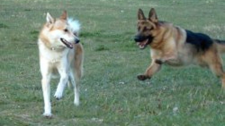 Дебне ни изключително опасна и заразна кучешка болест