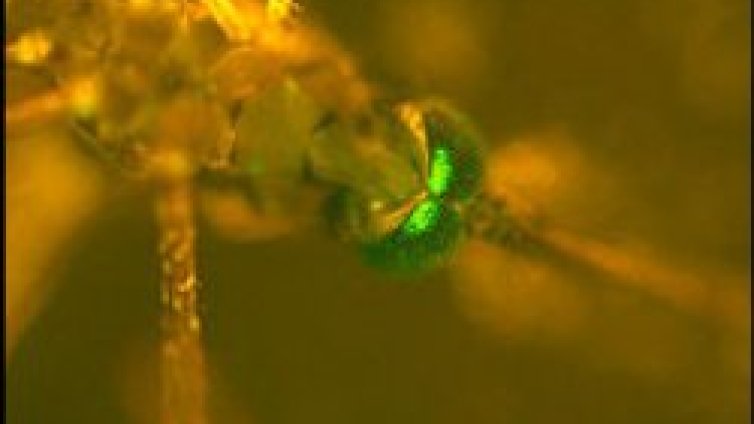 Зеленооки комари на поход срещу маларията
