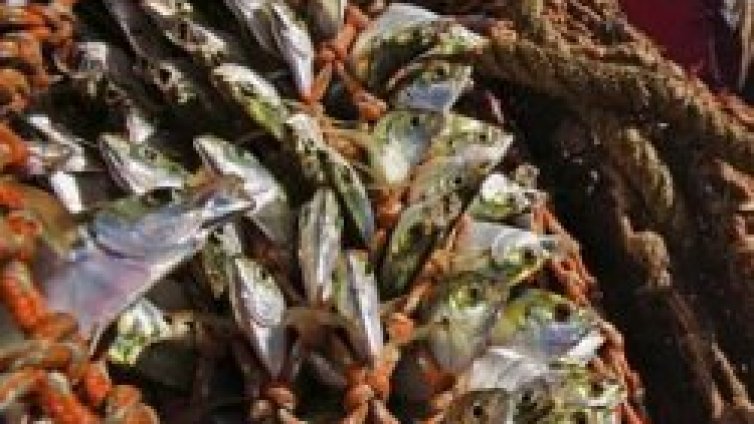 До 40 години светът ще остане без риба