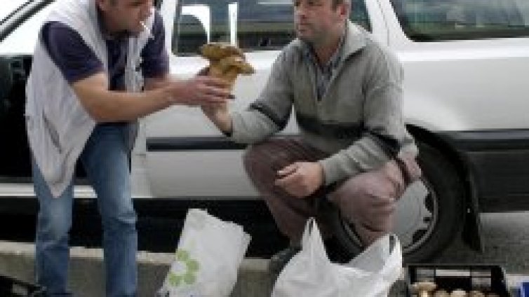 Май пак ще сме за гъби, но не нашенски, а &bdquo;евро&ldquo;