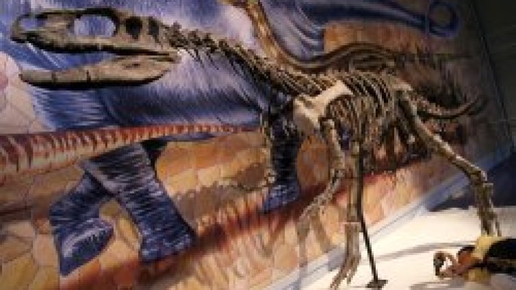 Откриха скелета на най-големия известен досега летящ динозавър