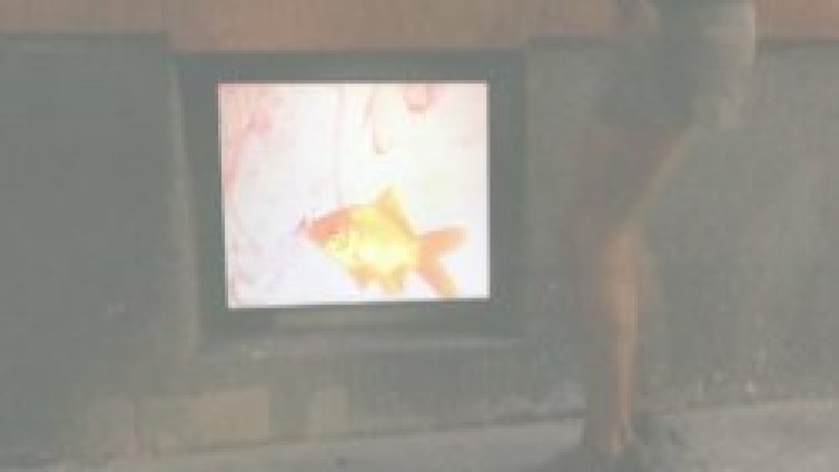 Риба-художник. Приклекни и ще я видиш!