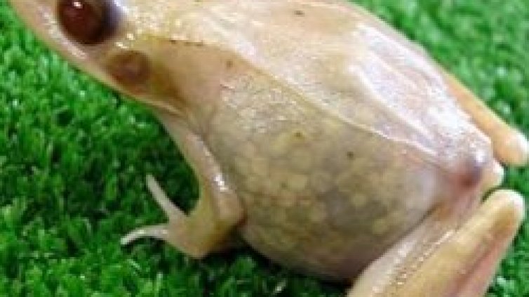 Прозрачна жаба ощастливи учени