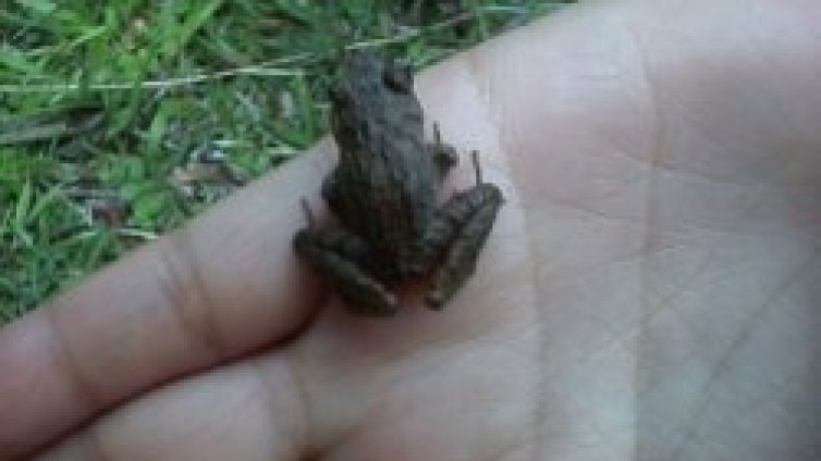 Откриха миниатюрна жаба в Индия
