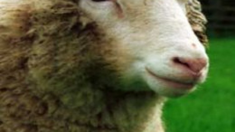 Бащата на овцата Доли заряза клонирането