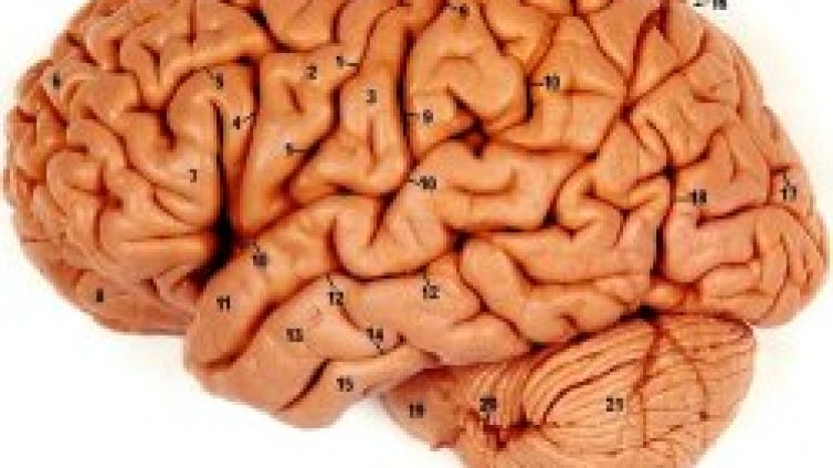 Откриха произхода на лошите спомени