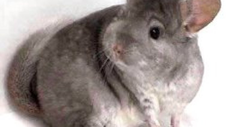 Гладуването пази здравите клетките при химиотерапия