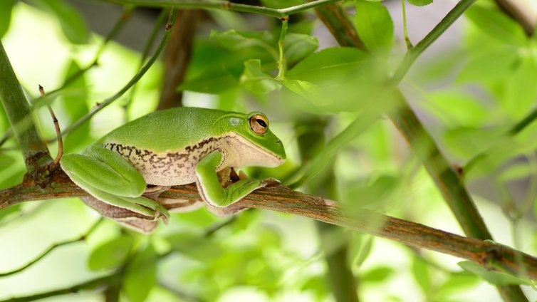 Борим рака с оръжие, открито в червата на японска жаба? 