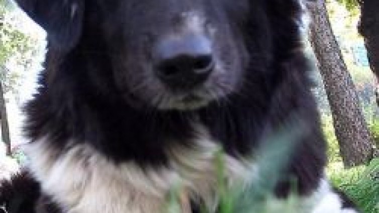 Купете клонирано приятелство