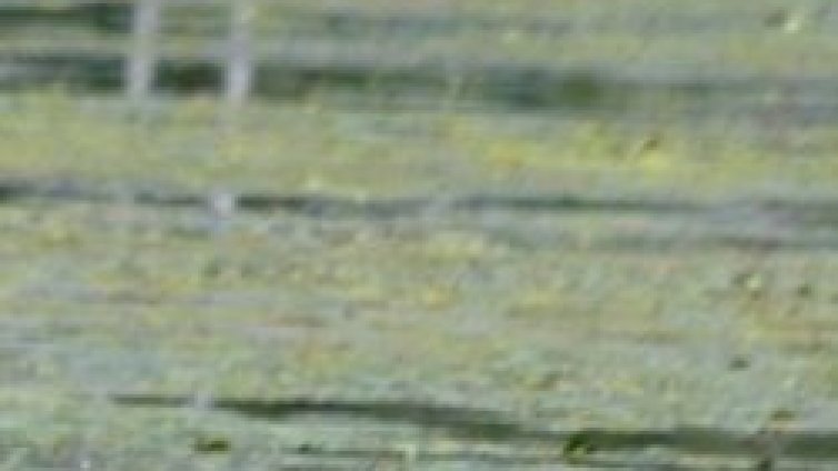 Водораслите предпазват от рак