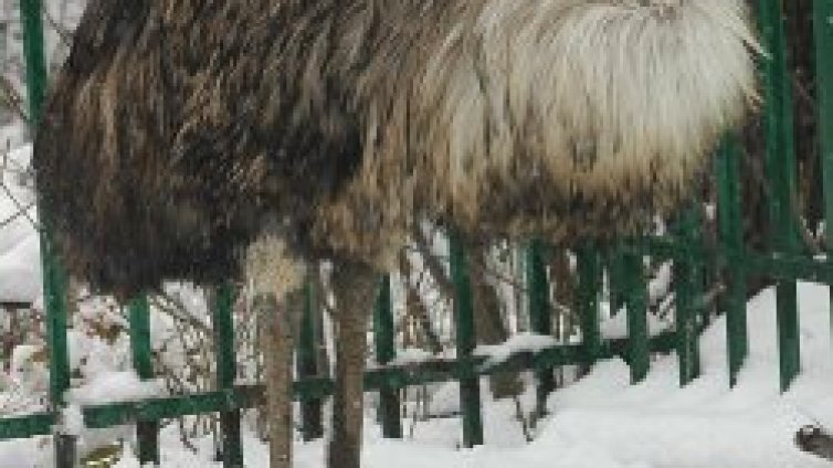 Нафтови горелки бумтят в Столичния зоопарк