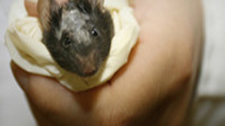 И те душа носят...