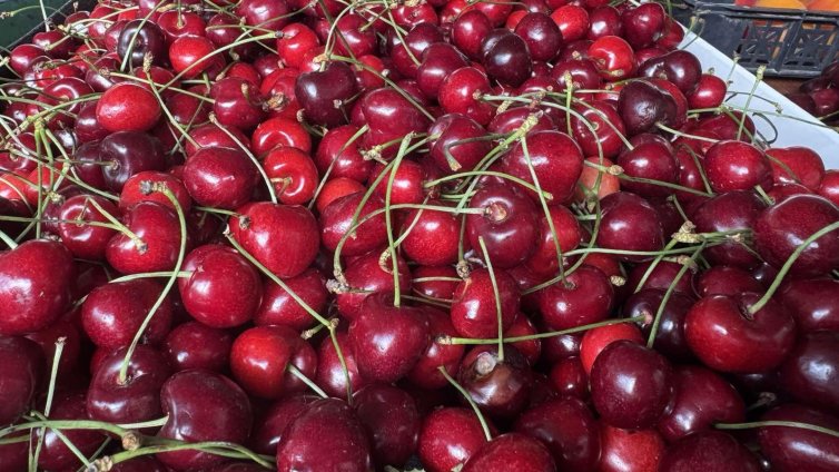 Спекула: За Задушница черешите скочили до 24 лв./кг