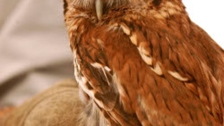 Двойка бухали свиха гнездо в детска градина