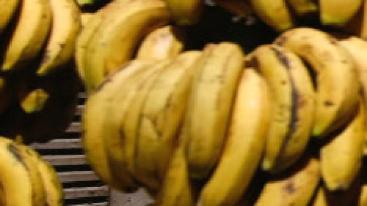 Ще правят гориво от банани