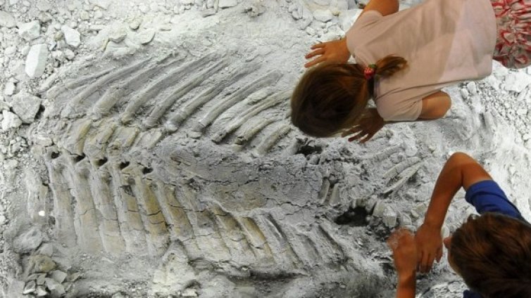 Откриха три нови вида динозаври