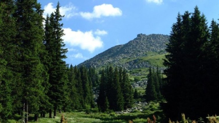 5 лева такса за автомобили на Витоша