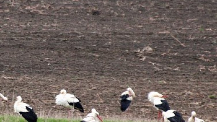 Спират всички обществени поръчки в земеделието
