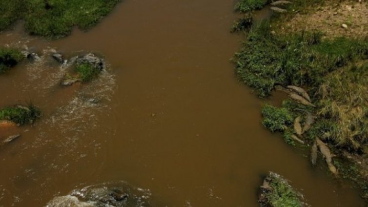 Австралиец седи 12 часа на дърво, за да се спаси от крокодили