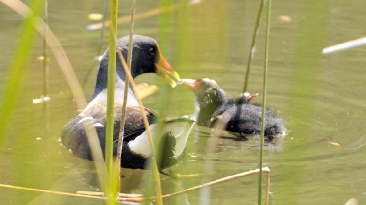 Получихме първо предупреждение от ЕК по "Натура"