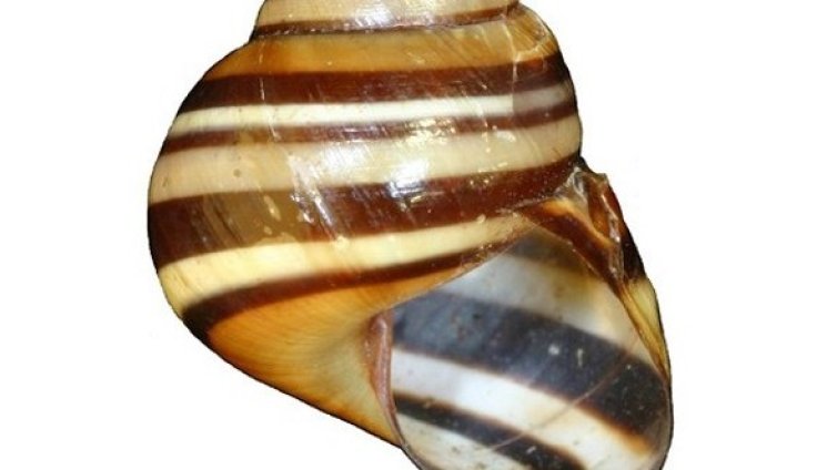 Черупки на охлюви &ndash; прототип за бронежилетки ново поколение