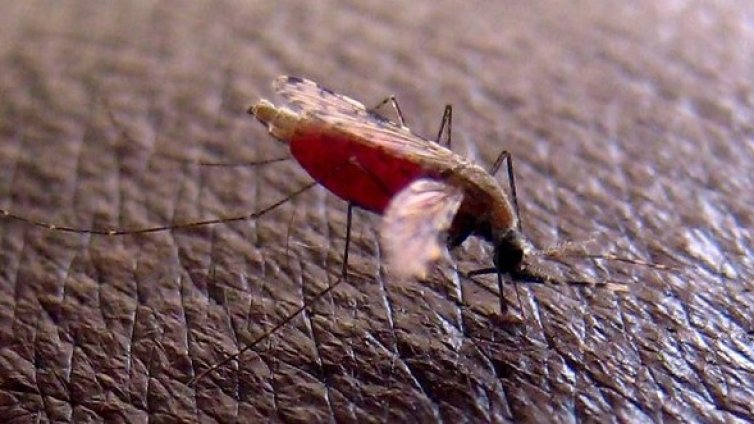 Създадоха капан за комари с човешки мирис