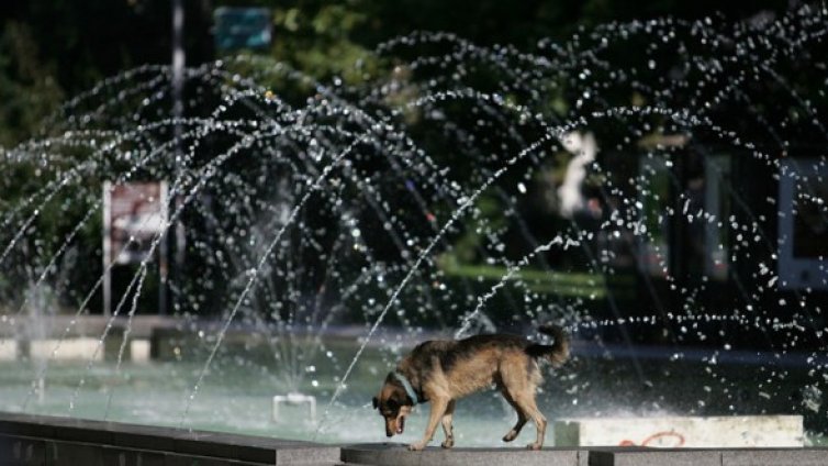 Хайка "куче" обиколи паркове и градини на София