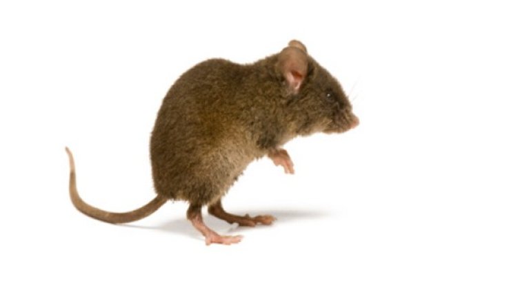 Учени превърнаха южнокорейска мишка в лесбийка