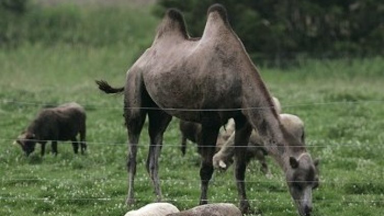 Корнфлейкс с камилско мляко. Бъдещ хит на Острова