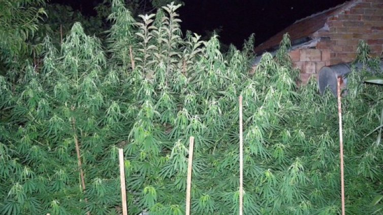 Откриха 86 кг канабис в селска нива