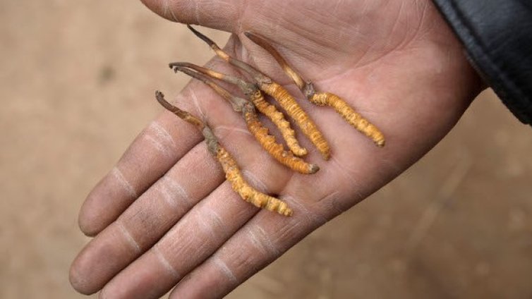 Гъба &ndash; "цветето на любовта", скара Индия и Китай