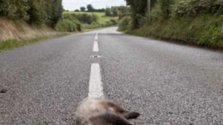 Най-смахнатите животни на планетата