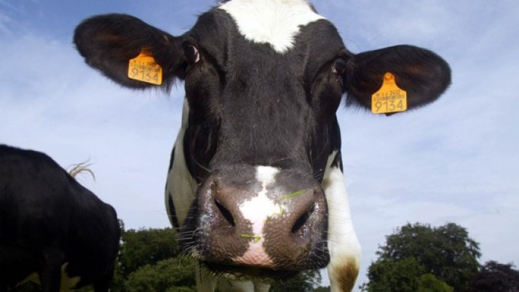 Фонд "Земеделие" изплати 20 милиона на животновъдите