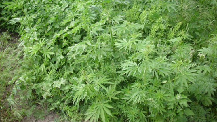 Откриха 23 кила канабис в нива в Катунци