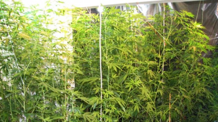 Закопчаха чирпанлия, гледал у дома си 54 саксии с канабис