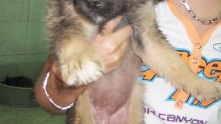 Показна акция на жестокост в приют за кучета