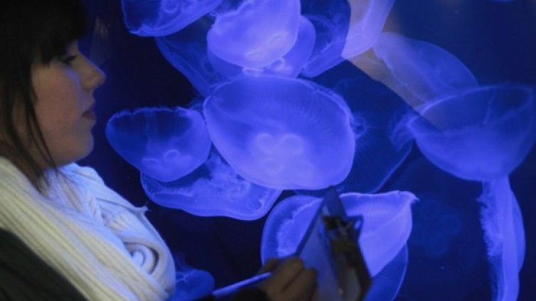 Медузите ще ни светят