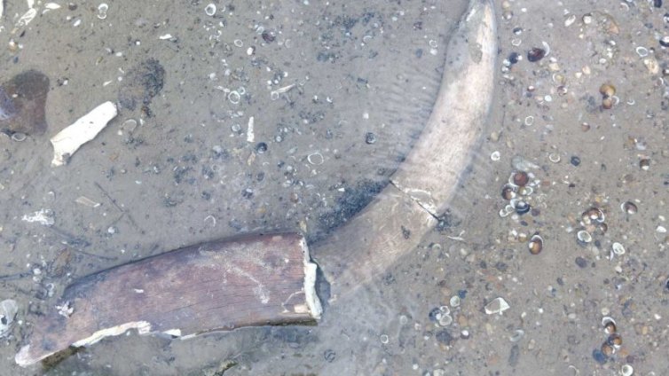 Откриха останки от мамут край русенското село Ряхово 