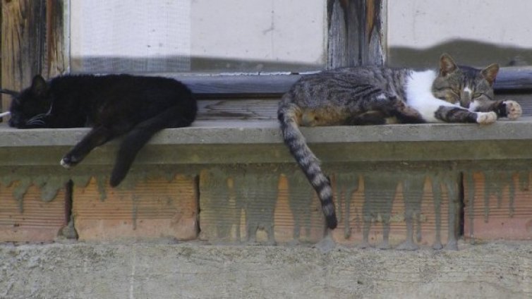 Първа котка, втора котка... Ама не се бутайте, де!