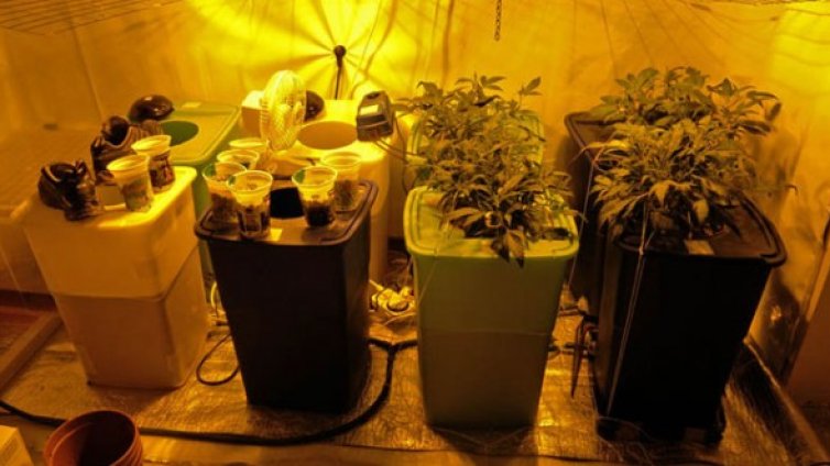 Руснак си отглеждал канабис в хотел край Банско