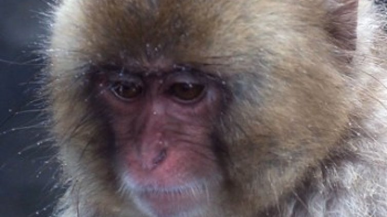 Макак уби бебе в Малайзия