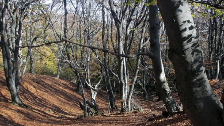 Откриха човешки скелет в добричко село