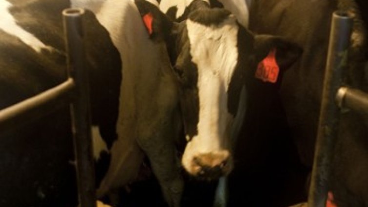 Създадоха мляко за сън. Лекарите - скептични